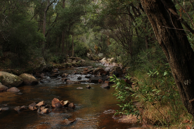 A secluded stream in the bush.
