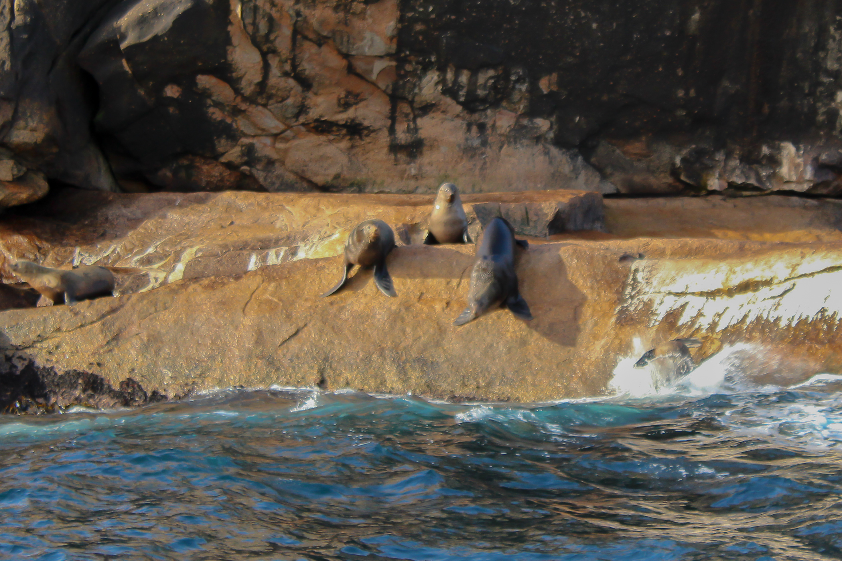 Seals on a rock