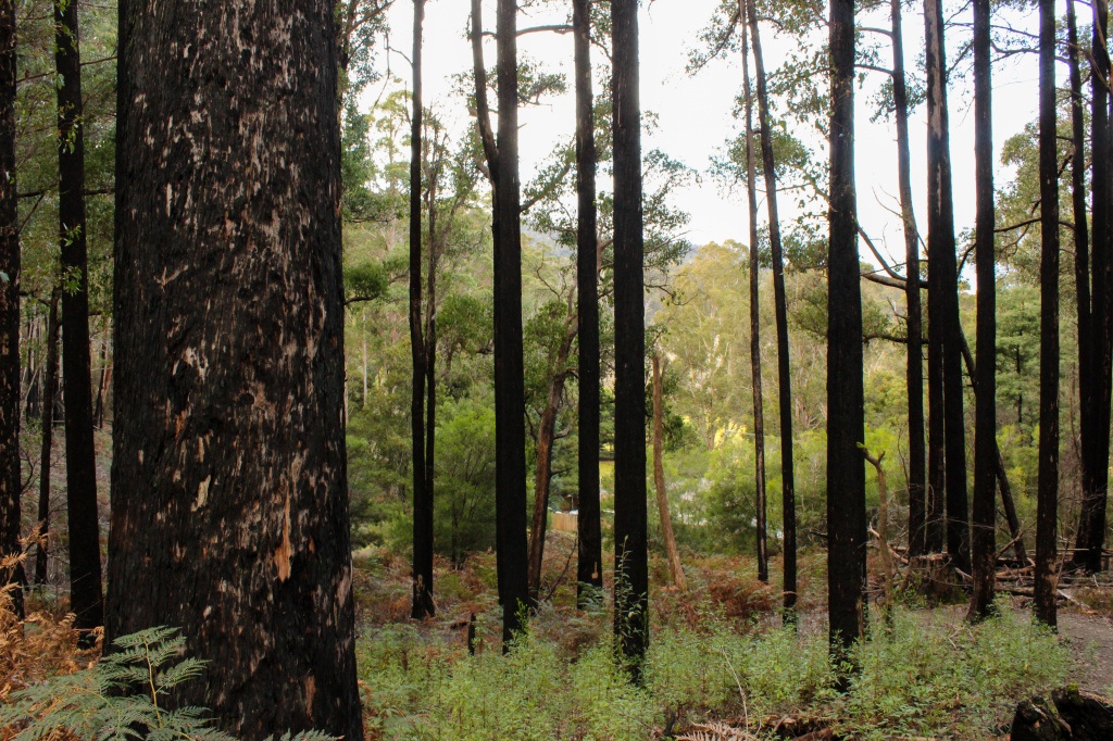 A Eucalypt forest recovering from bushfire